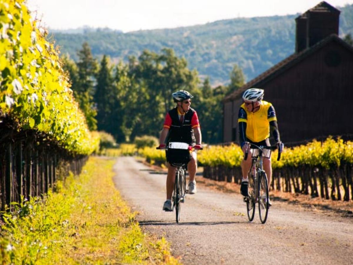 Cyclists in vineyard